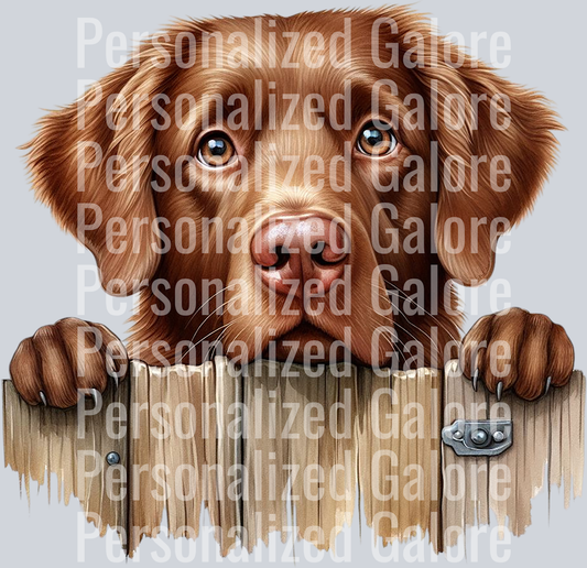 dog_417