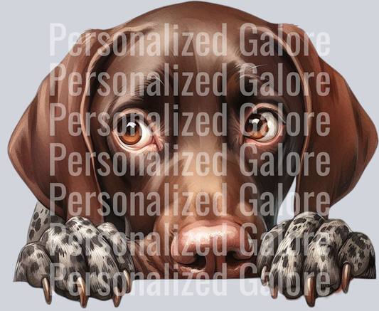 dog_341